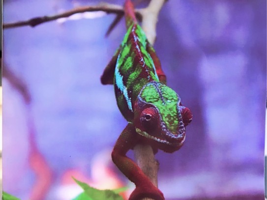 ## Can Lizards Be Pets? Discover the Fascinating World of Pet Lizards