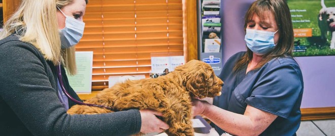  Discover the Best Pet Store in Austintown: Your Ultimate Guide to Pet Care and Supplies**