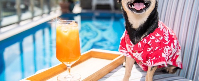  Discover the Best Hotels That Accepts Pets for Your Next Adventure