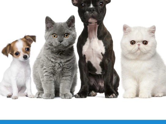  Discover the Best Pet Supplies and Services at Pets Plus Lansdale, Lansdale PA